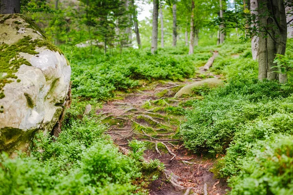 Hermoso camino de montaña bosque —  Fotos de Stock