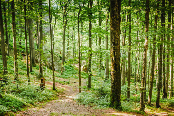 Зеленый лес. зеленый фон древесины

