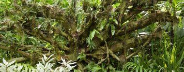 Asya ormanda korkunç kökleri