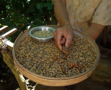 Bali özel, misk kedisi kopi luwak dışkı fasulye ile kahve