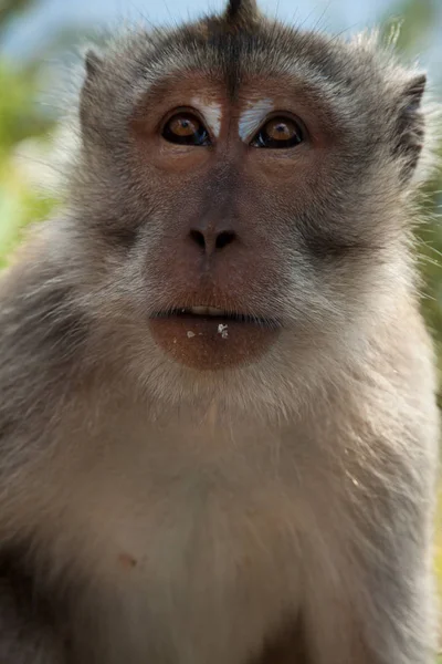 Wild makaak Monkey — Stockfoto