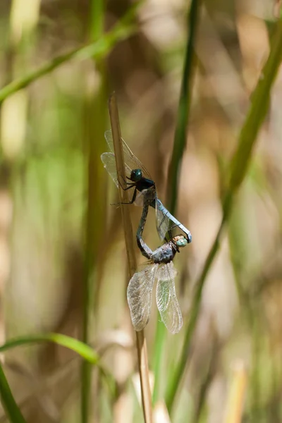Copulando libélulas nas Ilhas Perhentianas — Fotografia de Stock