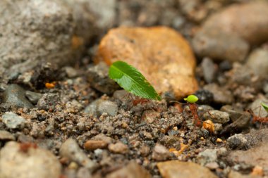 takım oluşturmak yoluyla, ekip çalışması karıncalar