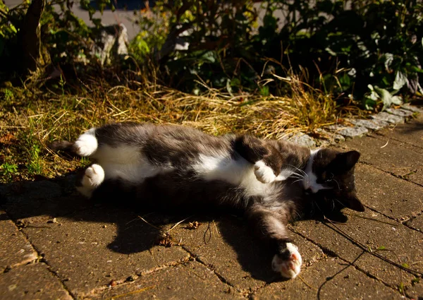 Cat rullar runt i solen — Stockfoto