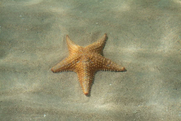 Bintang laut di pantai bintang bocas del toro — Stok Foto