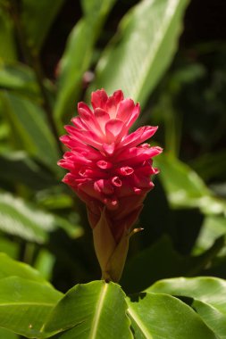 tropik pembe çiçek