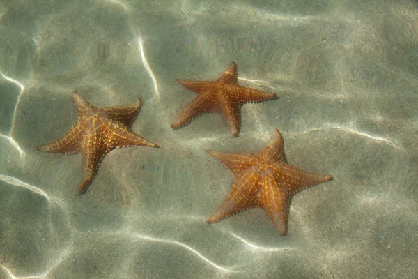 Underwater starfish, Caribbean sea — Stock Photo, Image