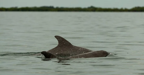 dolphin diving into the calm water, bay in the archipelago of Bocas del Toro, Caribbean sea, Panama
