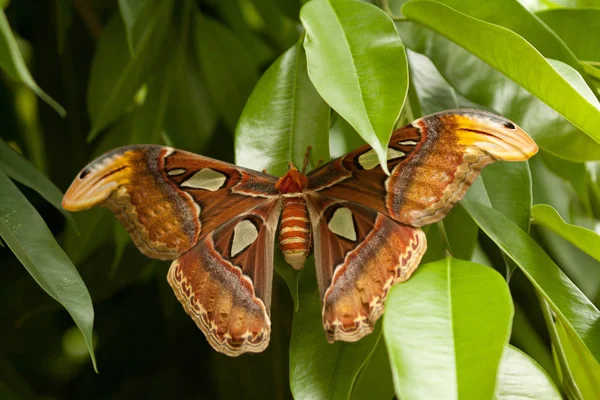 Красивая красочная большая бабочка с коричневым крылом — стоковое фото
