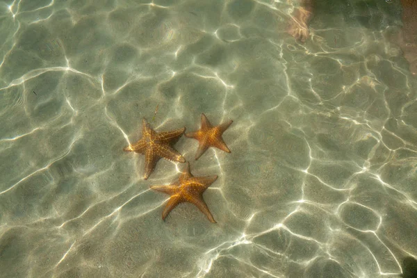 Starfish at the Starfishbeach bocas del toro — Stock Photo, Image
