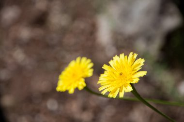 Bir dağ gölü orkide hiking