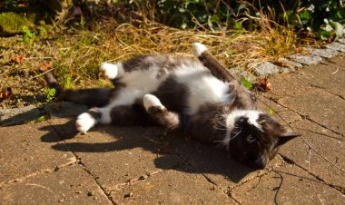 Kedi güneşte yuvarlanıyor
