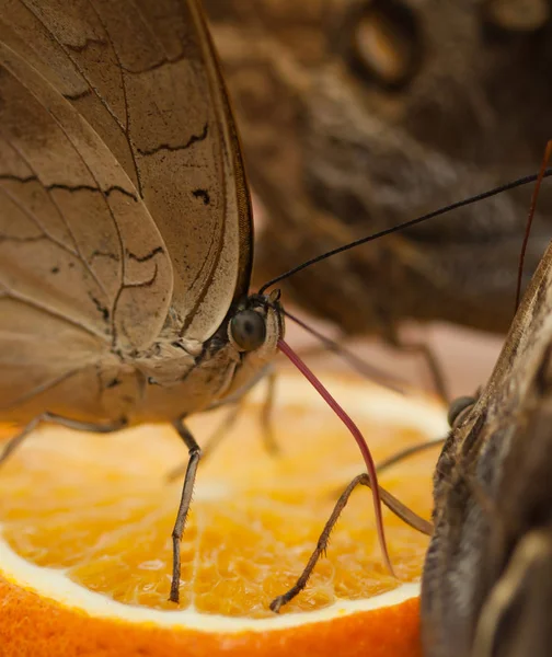 Borboleta está comendo suco de laranja — Fotografia de Stock