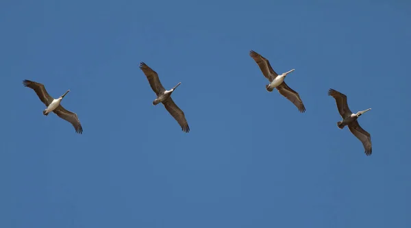 Пеликан, летающий на веревке — стоковое фото