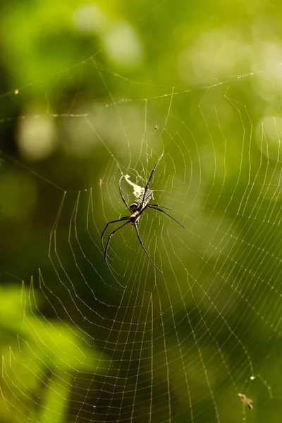 Nephila Maculata, aranha de madeira gigante — Fotografia de Stock