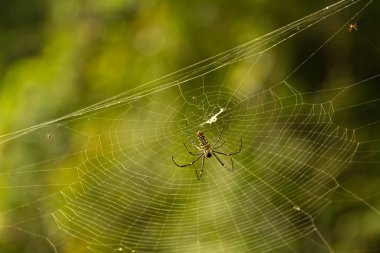 Nephila maculata - dev ahşap örümcek web üzerinde
