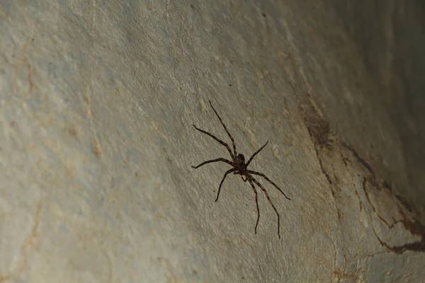 Obří krab pavoučí Heteropda vanatoria na zdi v jeskyni — Stock fotografie