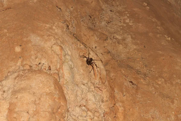 Cangrejo gigante Spider Heteropda vanatoria en la pared en una cueva —  Fotos de Stock