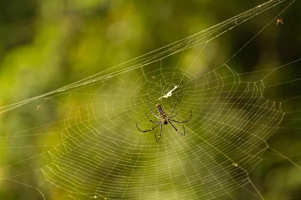 Nephila maculata - obří dřevěný pavouk na webu — Stock fotografie