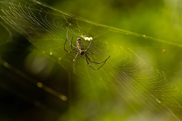 Nephila Maculata, Obří dřevěné Spider — Stock fotografie