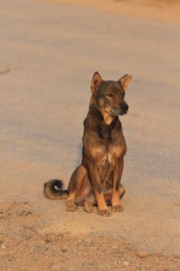 Laos huzurlu sokak köpeği