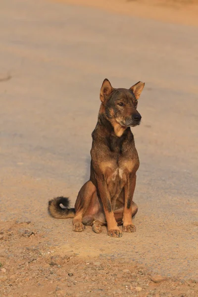 Lugna gatan hund i Laos — Stockfoto