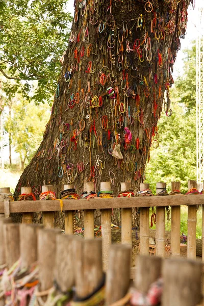 Árvore de matança contra a qual os carrascos batem nas crianças - Campos de Matança Choeung Ek — Fotografia de Stock