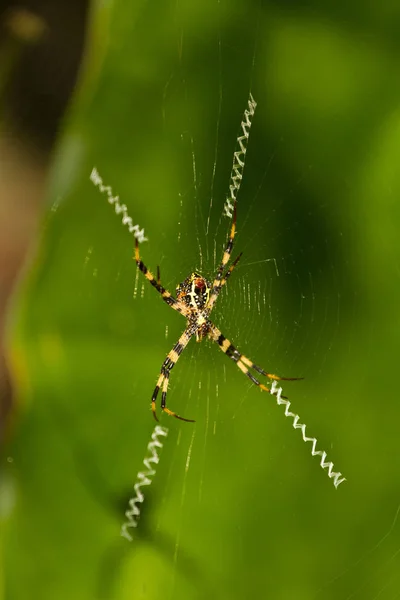 Паук в паутине в джунглях со специальной паутиной — стоковое фото
