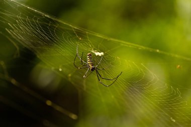 Nephila maculata örümcek net, Gam Island üzerinde