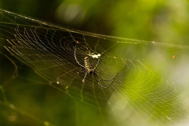 dişi Golden Web örümcek Nephila pilipes