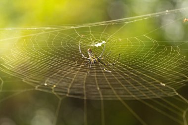 dişi Golden Web örümcek Nephila pilipes