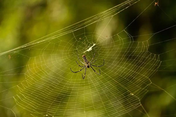 Dişi Golden Web örümcek Nephila pilipes — Stok fotoğraf