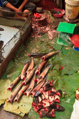 Taze çiğ balık gıda Market