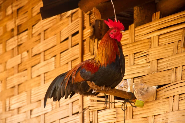 Cocks in the at the wall of the house — Stock Photo, Image