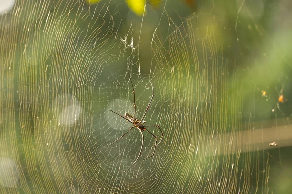Fêmea Golden Web Spider Nephila pilipes — Fotografia de Stock