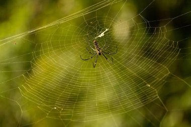 Nephila maculata örümcek net, Gam Island üzerinde