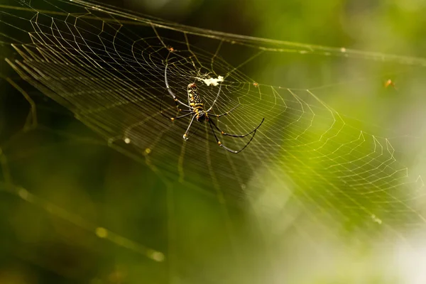 Nephila maculata on spider net, Gam Island — Stock Photo, Image