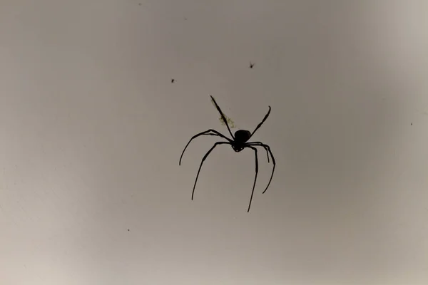 Силуэт паука — стоковое фото