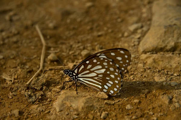 Bela borboleta. Borboleta preta e branca sentada no chão na floresta. Vida selvagem da Ásia . — Fotografia de Stock