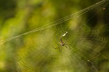 Nephila maculata örümcek net, Gam Island üzerinde