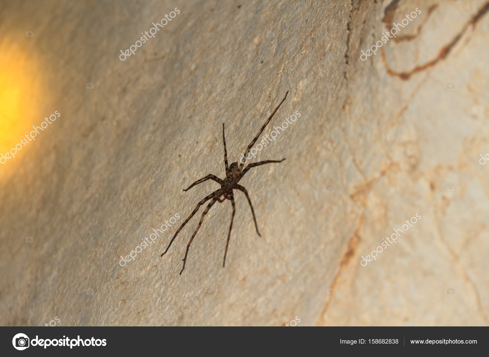 Um close up de uma aranha em uma folha verde foto – Imagem sobre Vida  selvagem na Unsplash, image size:1600x1167