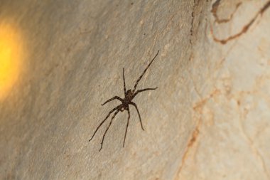 Bir mağara duvarındaki dev Yengeç örümcek Heteropda vanatoria