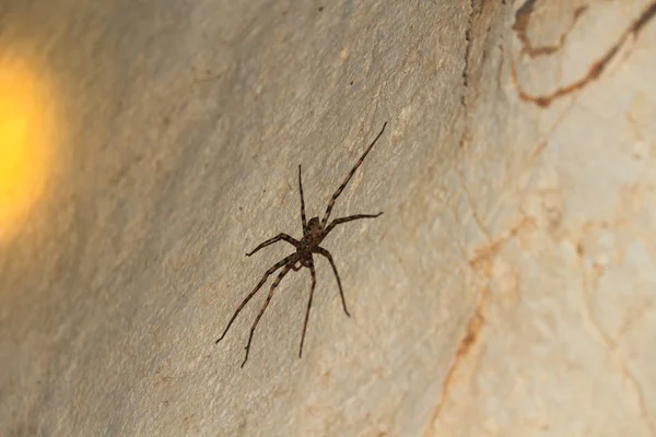 Cangrejo gigante Spider Heteropda vanatoria en la pared en una cueva —  Fotos de Stock