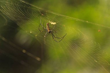 dişi Golden Web örümcek Nephila pilipes