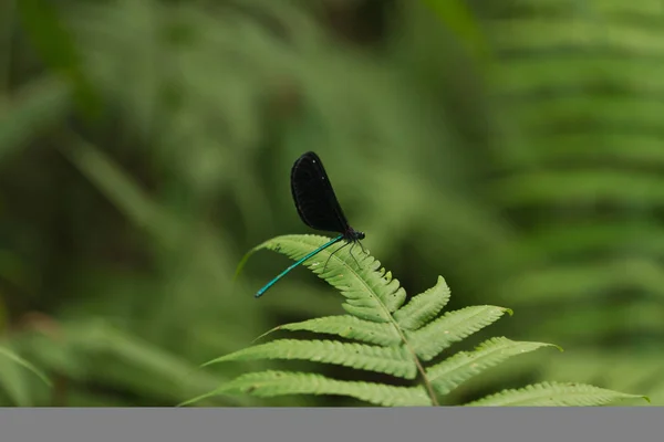 Libélula azul com quatro asas — Fotografia de Stock