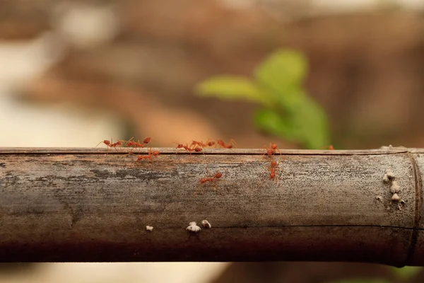 自然の中の赤アリのマクロ撮影。赤アリは非常に小さいです。テキスト用の空き容量. — ストック写真