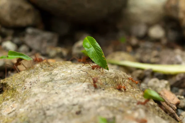 잎 절단기 개미 스톡 사진