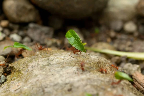 코스타리카에서 직장에서 잎 절단기 개미 스톡 사진