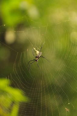 Nephila Maculata, dev ahşap örümcek