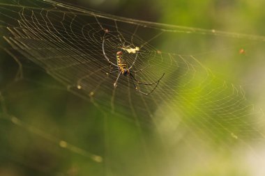 dişi Golden Web örümcek Nephila pilipes